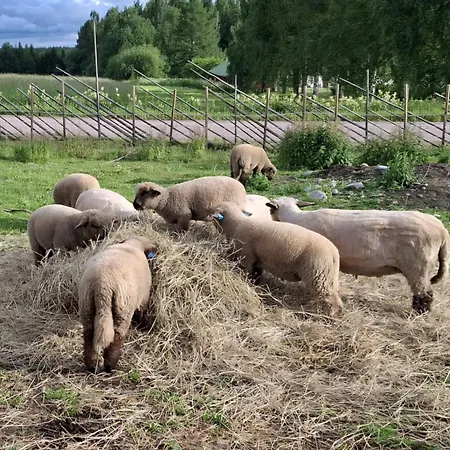 Koillismaeen Tila
